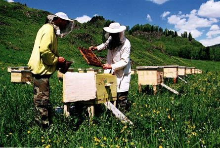 Захарий Дмитриевич хочет окончить "Пчеловодство". Фото с сайта: smi2.ru