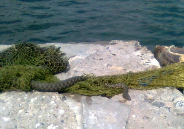 Отдыхающие смогли сфотографировать змею в Аркадии. Фото: Kshisya 