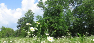 Харьков ждет ледниковый период?