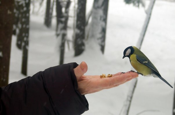 Одесситы накормят птичек в парке до отвала. Фото с сайта: vk.com