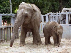 Все желающие смогут отпраздновать День слона в Одесском зоопарке. Фото-kartazoovet.net
