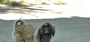 В Донецке отловленных бездомных собак вновь выпускают на улицы