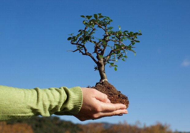 Одесситов приглашают высаживать деревья. Фото с сайта: blog.teamearth.com
