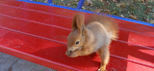 Белки из парка Горького залазят на руки к харьковчанам и выманивают лакомства