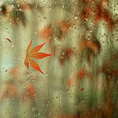 Синоптики обещают, что первый день зимы будет ветреным и дождливым.
Фото - forum.allavatars.ru.