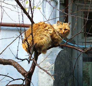В Одессе появится "кошкин дом".
Фото - Глафира Акрилова, vkontakte.ru.