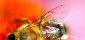 Пыльца, маточное молочко, ионизация, магнитотерапия – кому помогают?