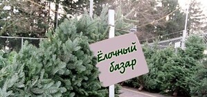 В Запорожье к праздникам срубили 16 тысяч елок