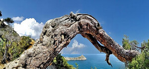 Топ крымских драконов: фантастические чудовища и морские рыбы с токсичным ядом