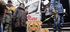 В Харьковском зоопарке поселился львенок Ричи