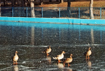 В парке Победы замерз пруд.
Фото - blog.olegkozlovskiy.com