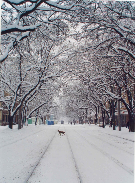 Одессе обещают долгожданный снег.
Фото - prikol.i.ua.