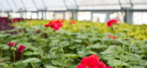 Цветы, которые высадят весной на харьковских клумбах, уже зацвели