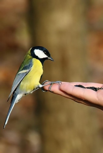 В холода нужно подкармливать птиц и других животных. Фото - clubs.ya.ru
