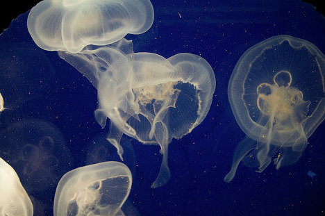 В море гибнут медузы из-за морозов. Фото - eco.ria.ru