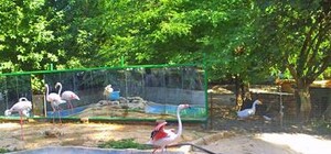 Будут ли одесские зверушки жить и резвиться на кладбище – решит Агафангел