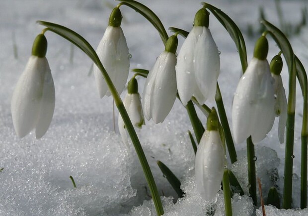 В главный праздник начала весны особого тепла не будет. Фото с сайта: blogs.stopgame.ru.