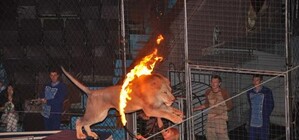 В Харькове выступает дрессировщик, на которого во время выступления напали львы