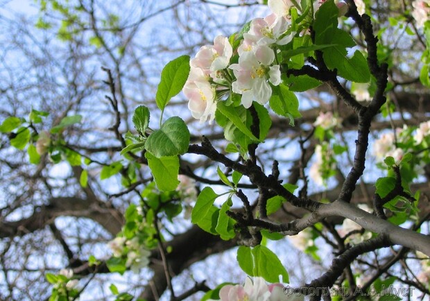В Одессу весна приходит потихоньку. Фото с сайта: foto.ecoguild.ru.