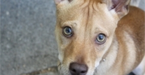 В столице появилась собака-лузер 