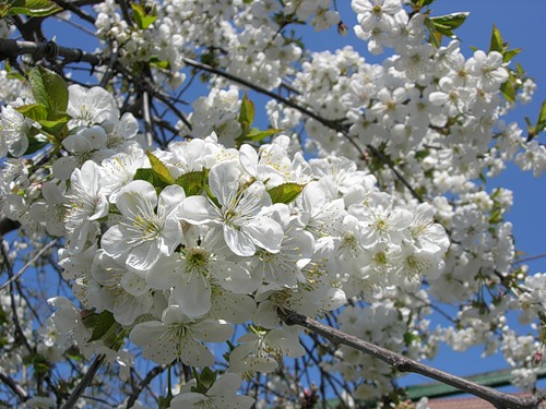 На майские в Одессе будет настоящая весна. Фото с сайта: astravel.ru.