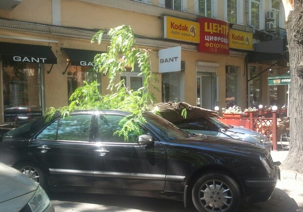 В городе продолжается деревопад. Фото - Одесский форум. 