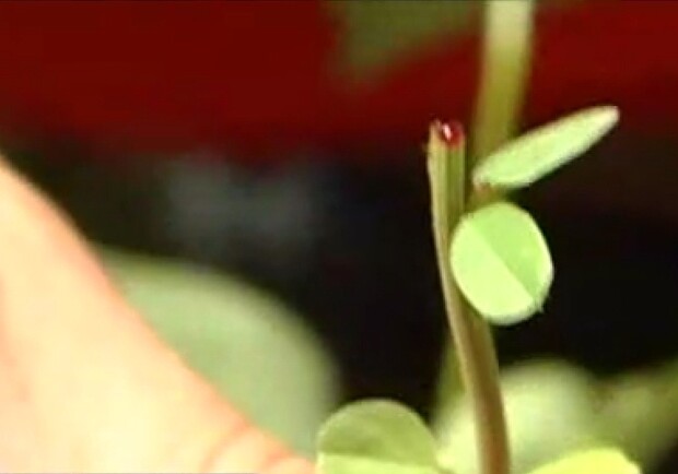 Трава в Викторовке "кровоточит". Фото: PrtSc с видео.