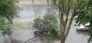 Стихия в Одессе привела к деревопаду