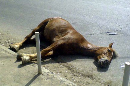 Девушка на внедорожнике сбила лошадь. Фото news.rambler.ru