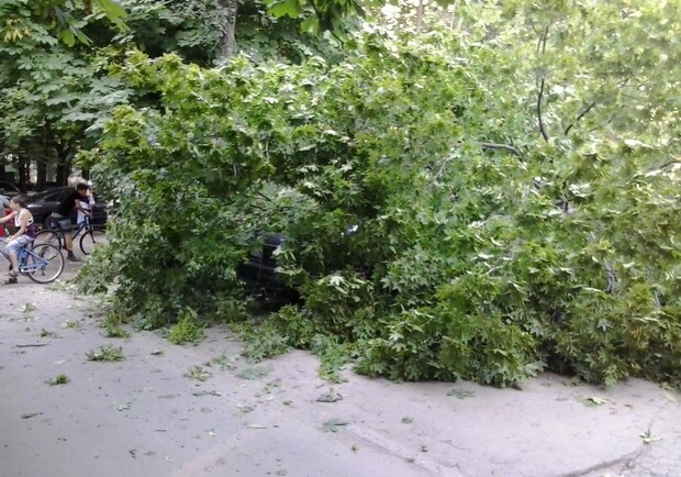 Убрать рухнувшее дерево пока что никто не спешит. Фото - Bayvital - Одесский форум. 