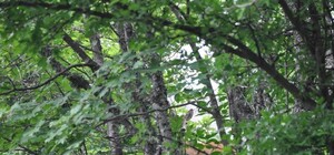 В лесу Луганской области можно побродить по лабиринту