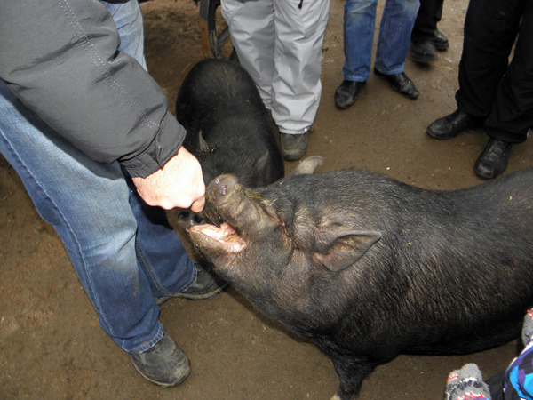 В Одесском зоопарке целых три вислобрюхих свинки. Фото с сайта: odessa-daily.com.ua.
