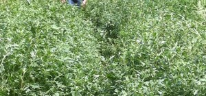 Фотофакт: Дворы в центре Донецка заросли громадными сорняками