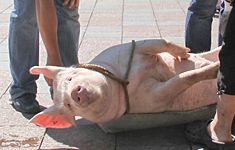 Свинью притащили на Думскую площадь. Фото - Максим Скрипка для Одесса. Комментарии. 