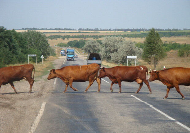 Коровы находились на дороге. Фото с сайта: drive2.ru.