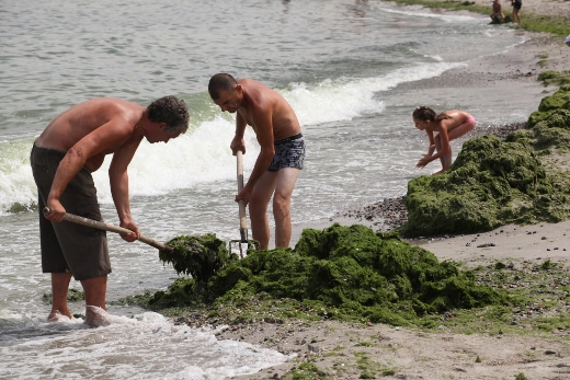 Городские власти решили очищать побережье от водорослей. Фото - odessa.ua