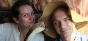 Гусь-звезда и прыжки с обрыва в Казачьей бухте: 