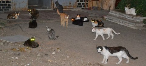 Кошачьи ждут новых хозяев. Фото - Эллочка Совач