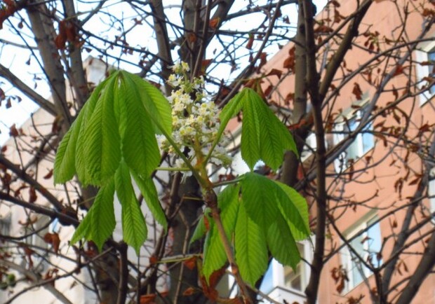 Каштаны цветут второй раз за год. Фото - 048.ua