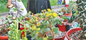 В столичном ботсаду киевляне увидят крошечные кактусы