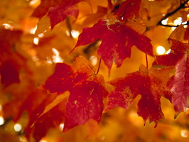 Уже октябрь, а на улице - лето. Но листья все равно начинают желтеть. Фото - intellektum.com.ua
