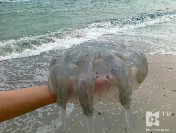 Горожане жалуются, что купаться в море им мешает небывалое количество медуз. Фото пользователя Чука 