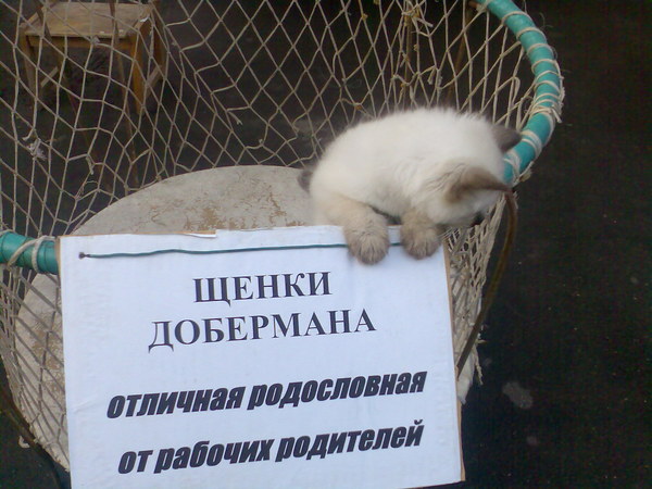 За щеночками и котятами придется ездить в другое место. Фото с сайта: forum.od.ua.