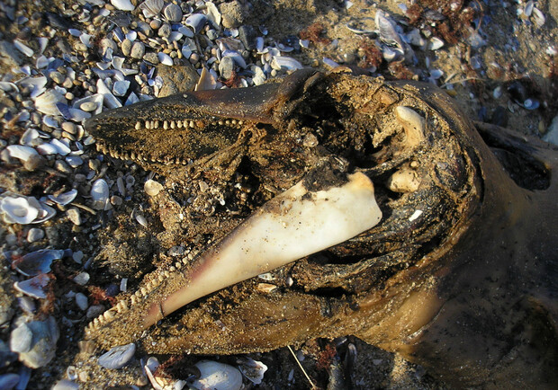 В Южном на пляже нашли мертвого дельфина. Фото - yuzhny.org