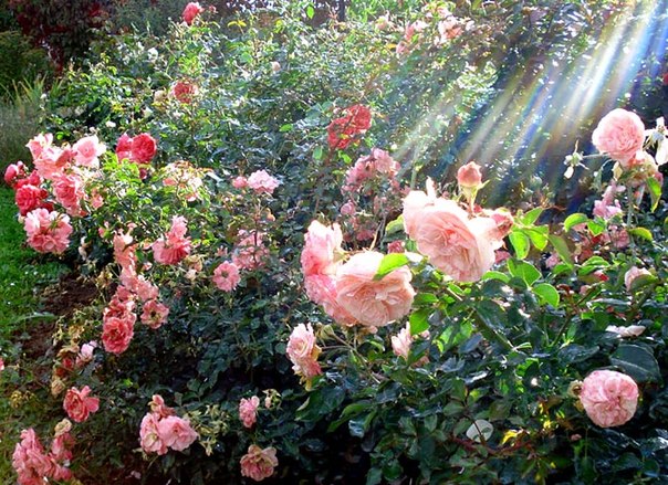 Розы зацветут уже весной. Фото с сайта: subscribe.ru.