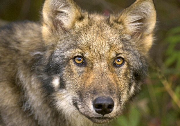 Молодой волк бродит совсем близко к людям. Фото с сайта: gandex.ru.