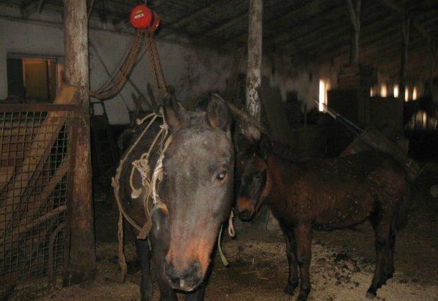 На ферме под Одессой мучают лошадей. Фото - trassae95.com