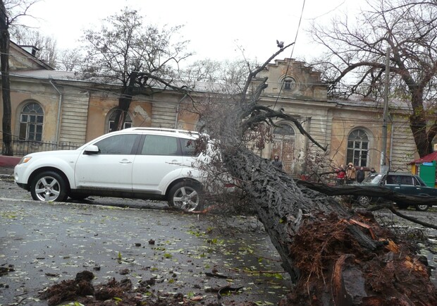 В Одессе  падающие деревья травмировали 2 человек. Фото - пресс-служба облМЧС.