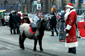На Крещатике поселились страусы, пони и шиншилловый кролик