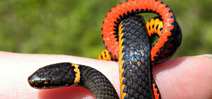 Какие подарки готовят крымским змеям к новогодним праздникам?